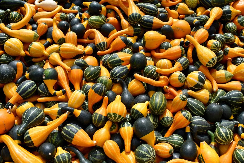 Assorted orange, dark green, and black squash
