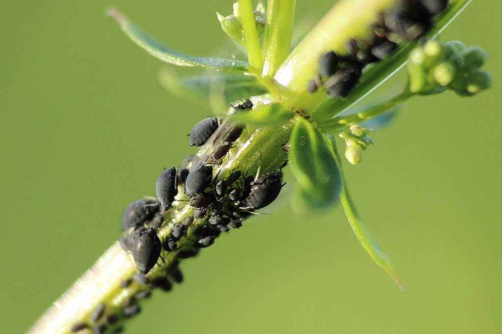 Black scale insects and aphids on a stem