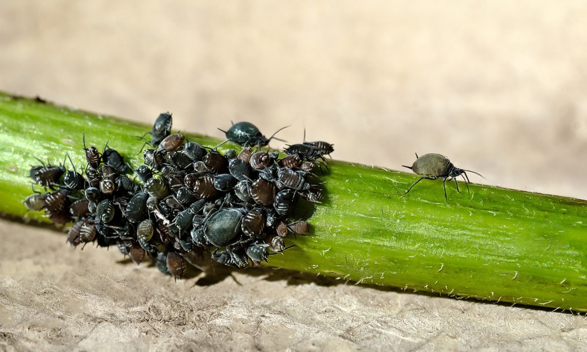 Black scale insects and aphids on a stem