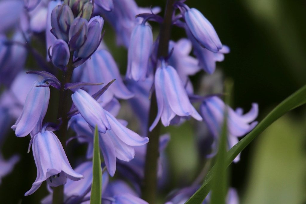 Close up photo of bluebell flowers