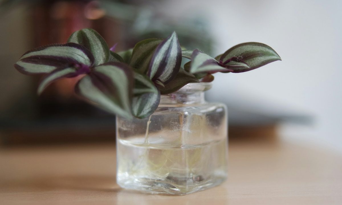 A small zebrina inch plant growing in water