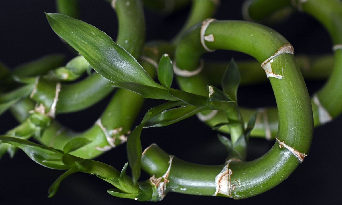 how to grow dracaena sanderiana lucky bamboo close up