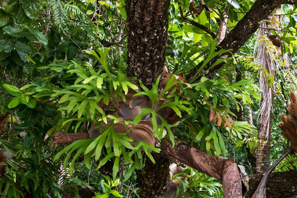 A staghorn fern growing in a tree