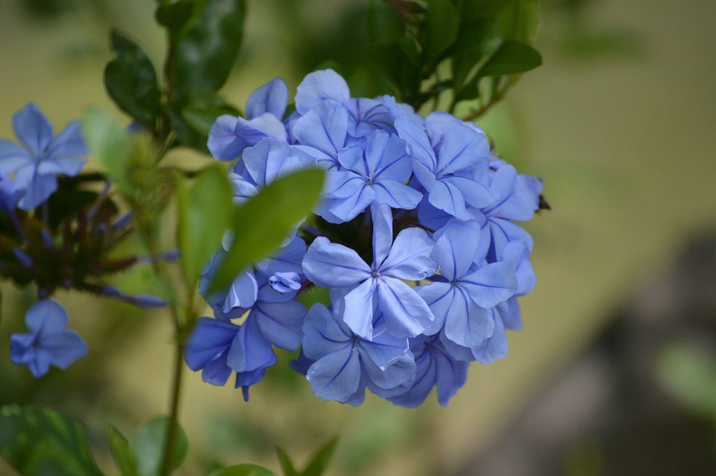 Blue plumbago flowers