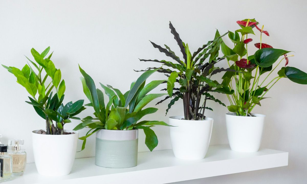 Potted indoor zz plant, with anthurium, and calathea plants