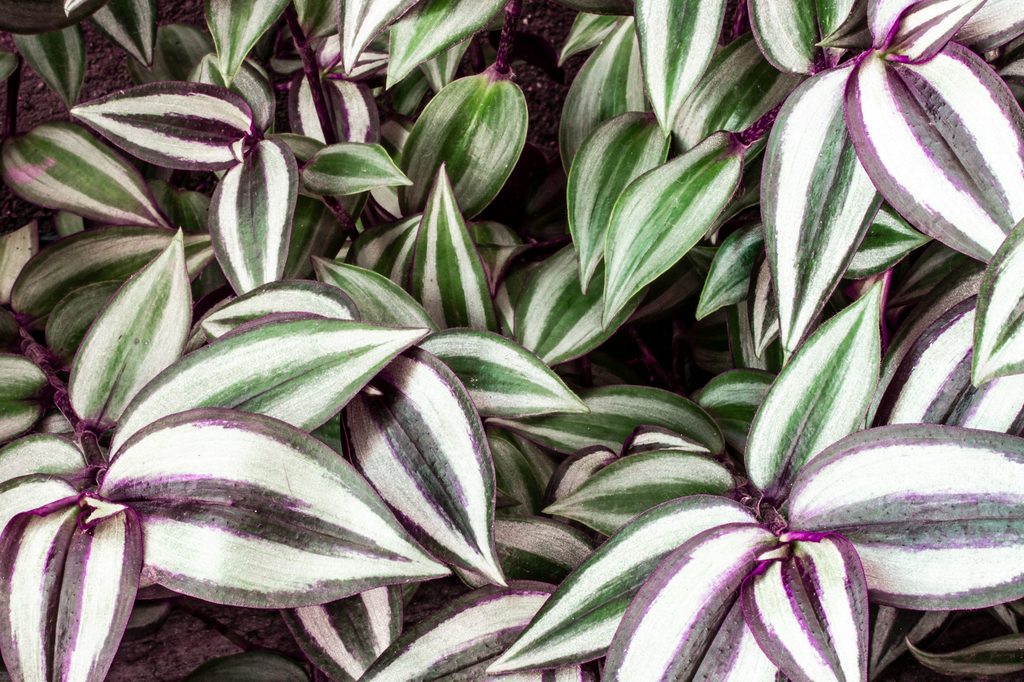 Purple zebrina inch plants