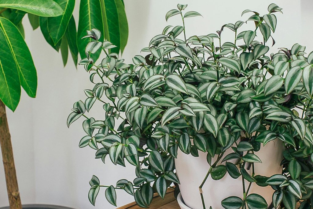 A silvery zebrina inch plant