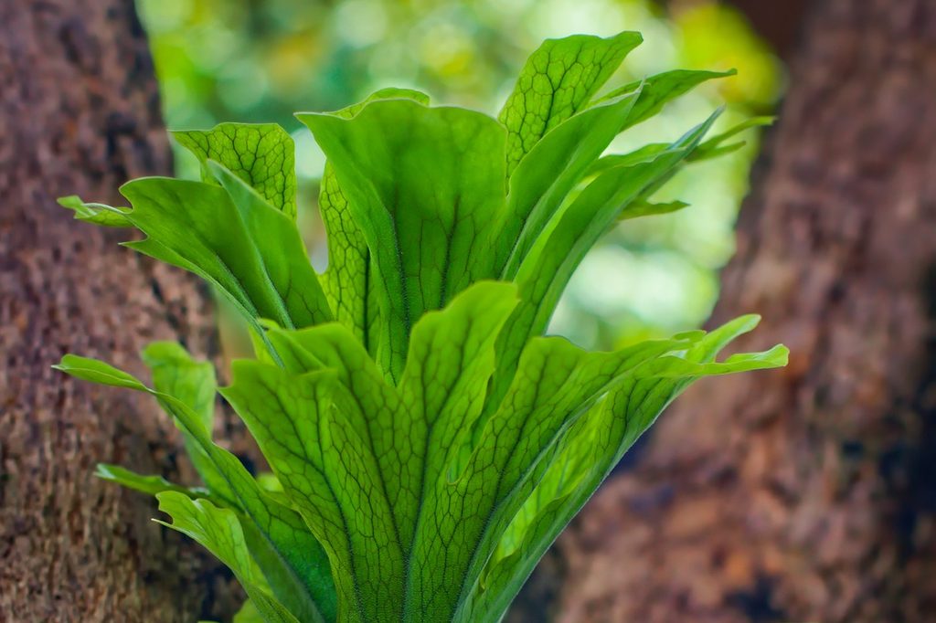 A small staghorn fern