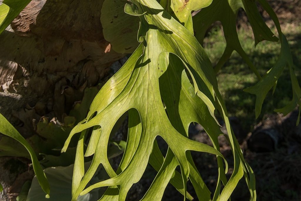 Staghorn fern leaves