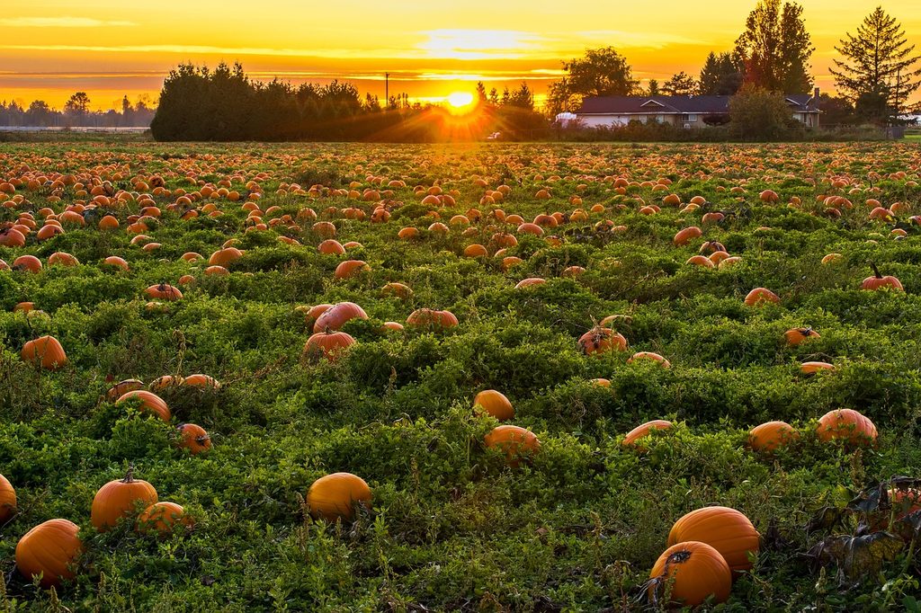 A pumpkin patch in the afternoon sun