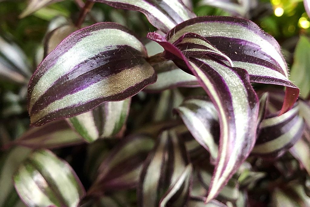 Purple zebrina inch plant leaves