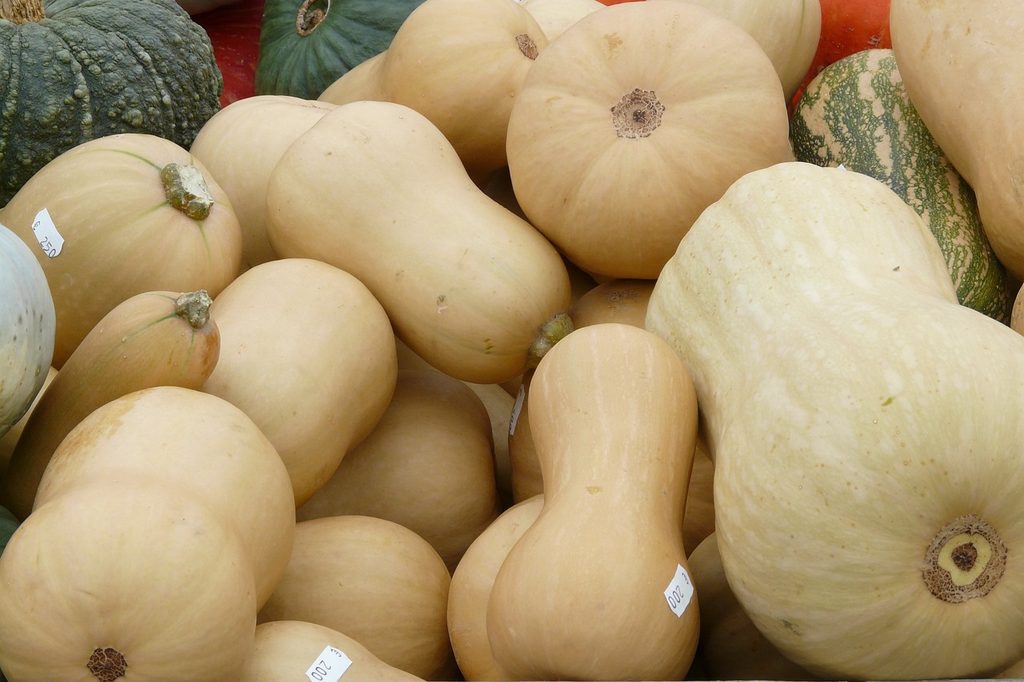 A pile of butternut squashes and pumpkins