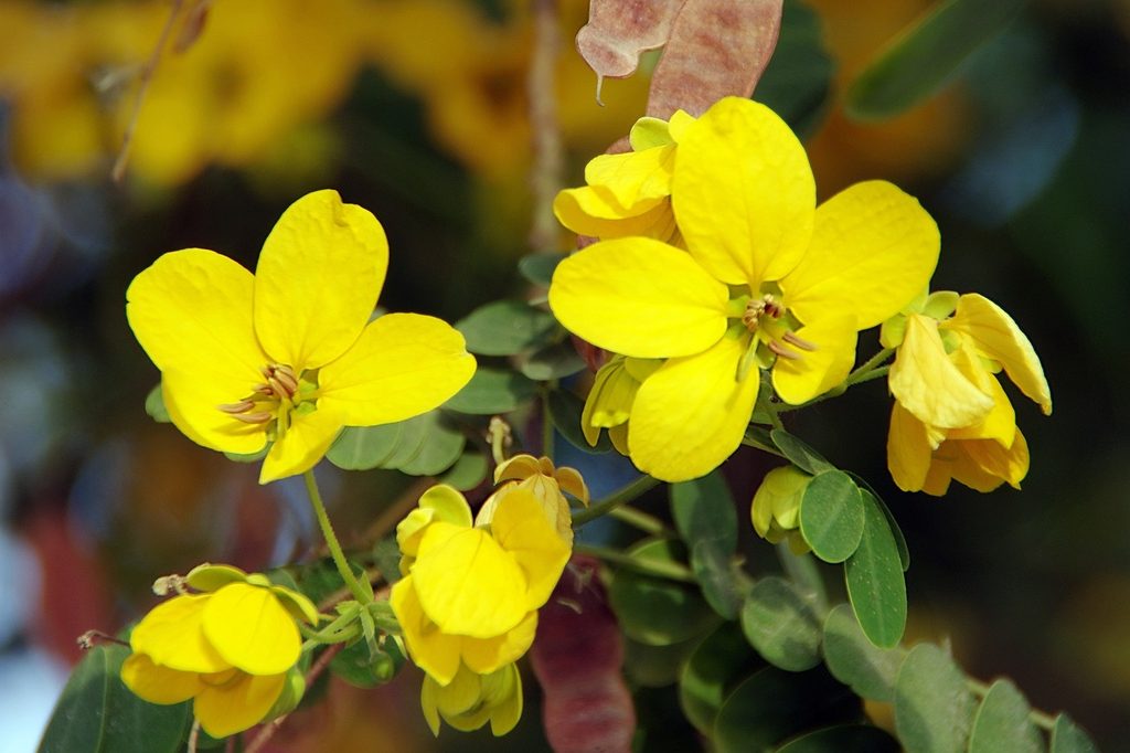 Yellow canyona senna flowers
