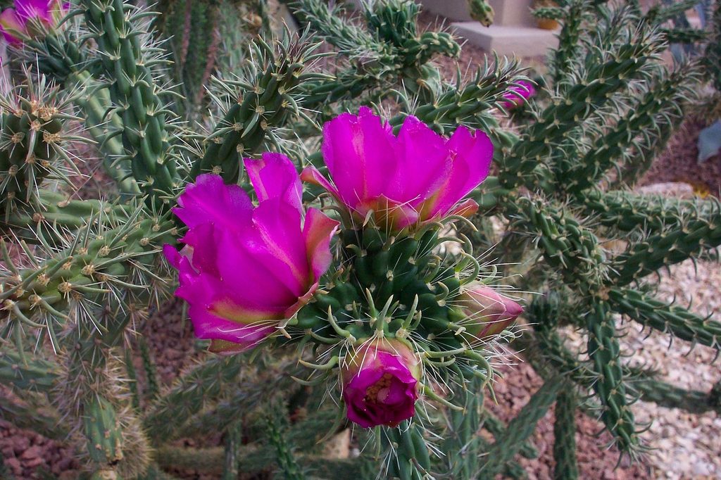 Cholla cactus with pink flowers