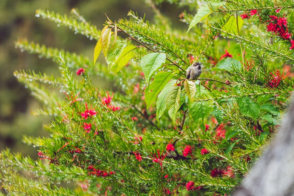 A bird sitting in a chuparosa hummingbird bush