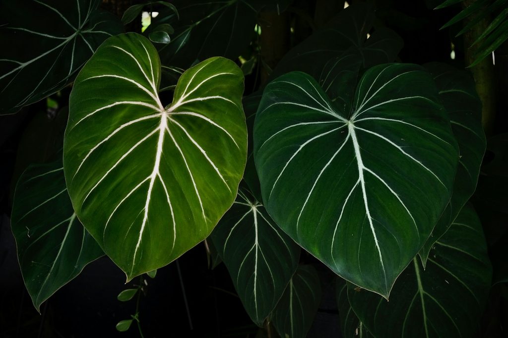 A philodendron gloriosum plant in the dark