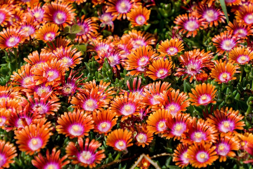 Orange and pink delosperma flowers