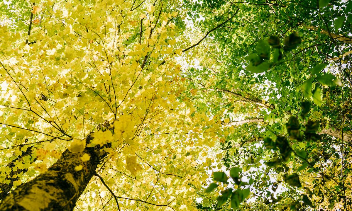 A pair of hickory trees from below