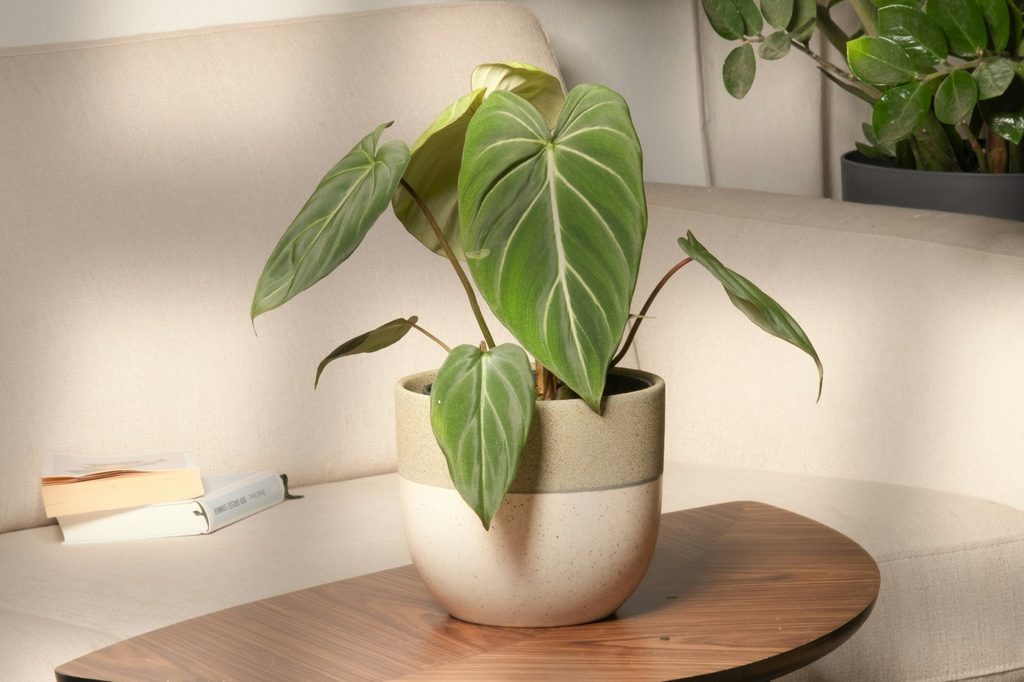 A philodendron gloriosum plant in a pot on a table
