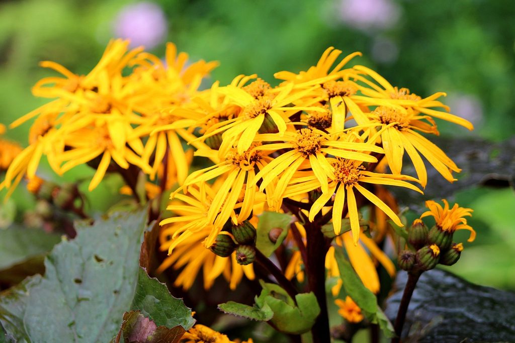 Orange or yellow ligularia flowers