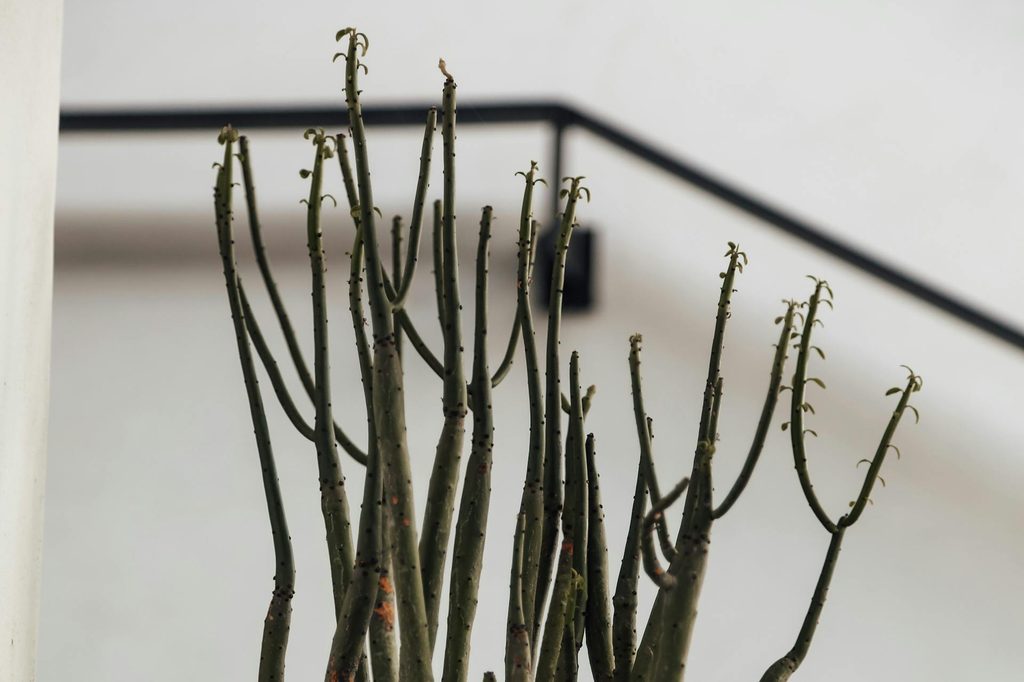 A pencil cactus outdoors