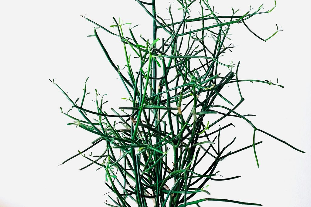 A pencil cactus plant