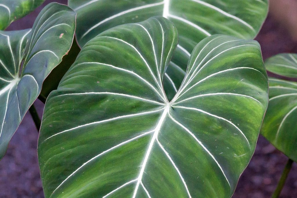 A philodendron gloriosum leaf