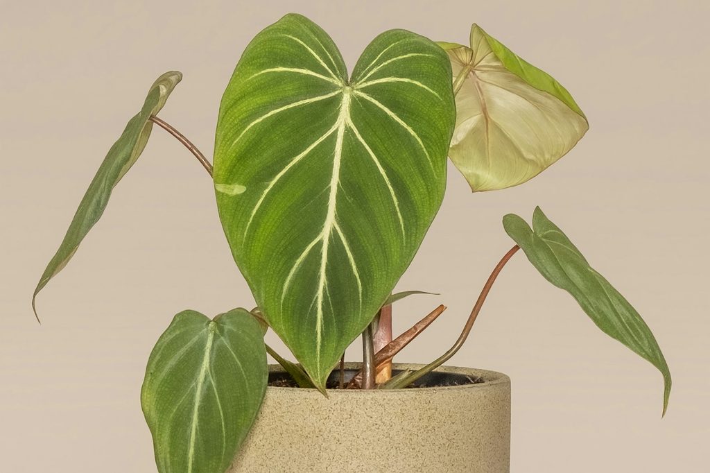A philodendron gloriosum plant