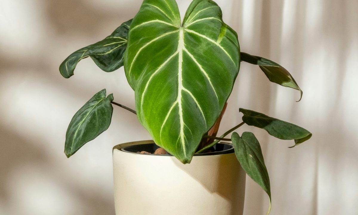 A philodendron gloriosum in a white pot