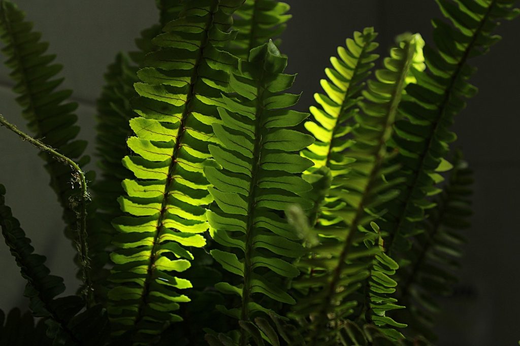 Boston fern in shade