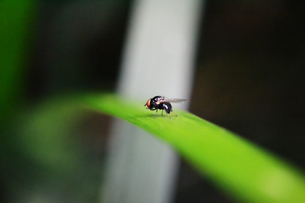 A small fly on a leaf