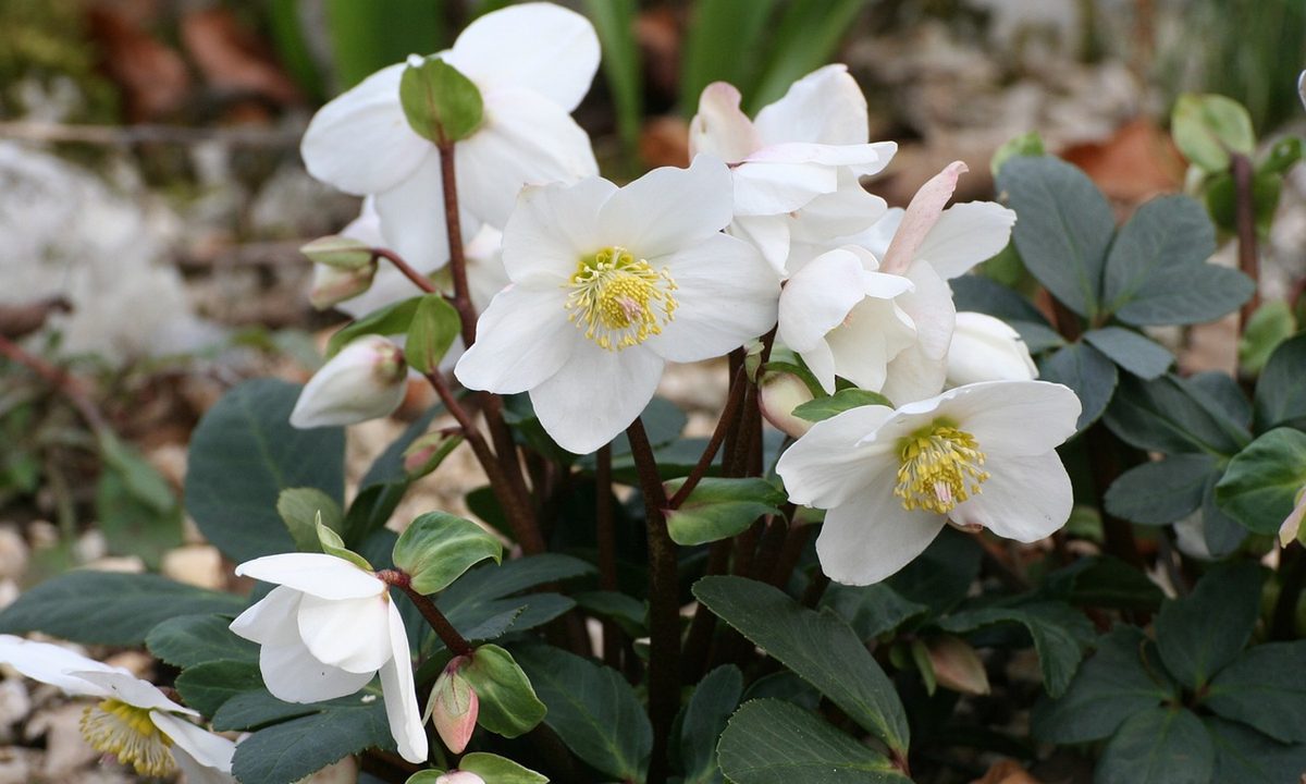 Small white hellebore flowers