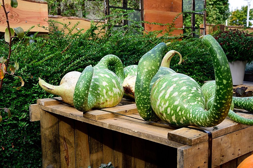 Several speckled swan gourds