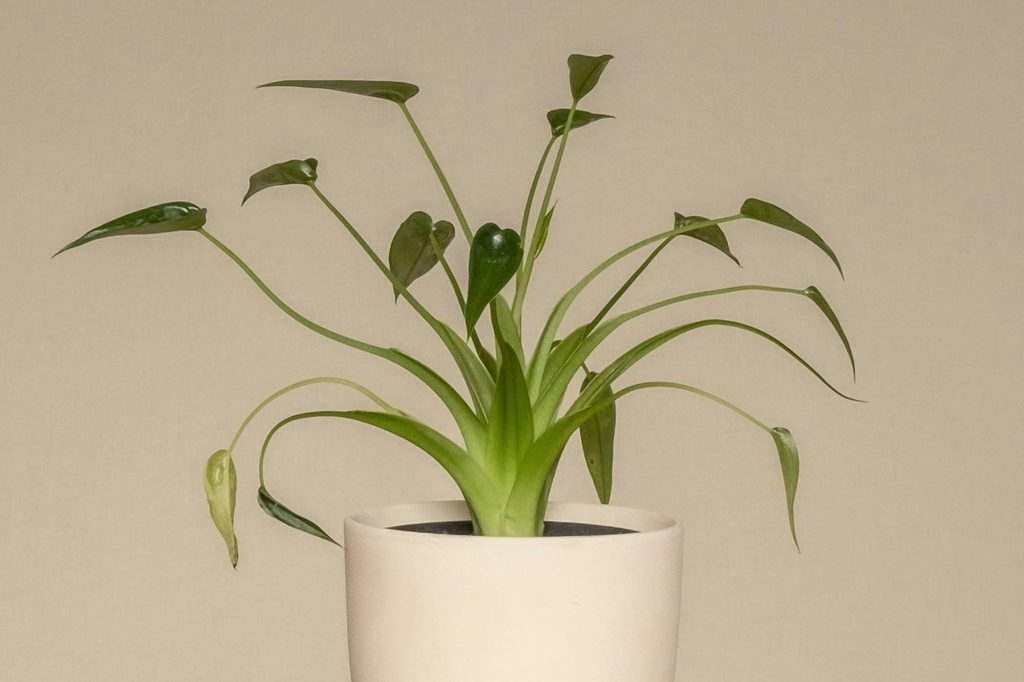 A tiny dancer alocasia in a white pot