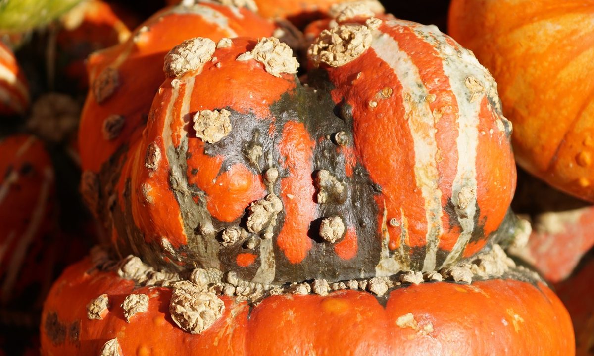 A close up photo of a turban squash