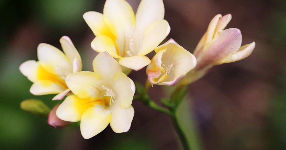 Freesia Labelled Freesia care guide: What you need to know | HappySprout