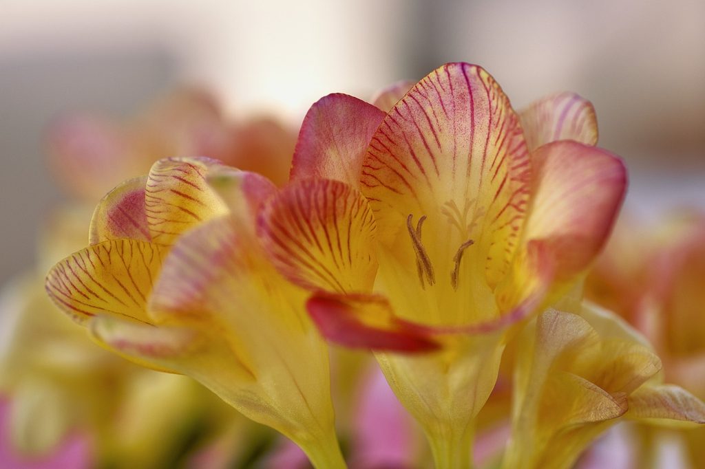 Yellow and red freesia flowers