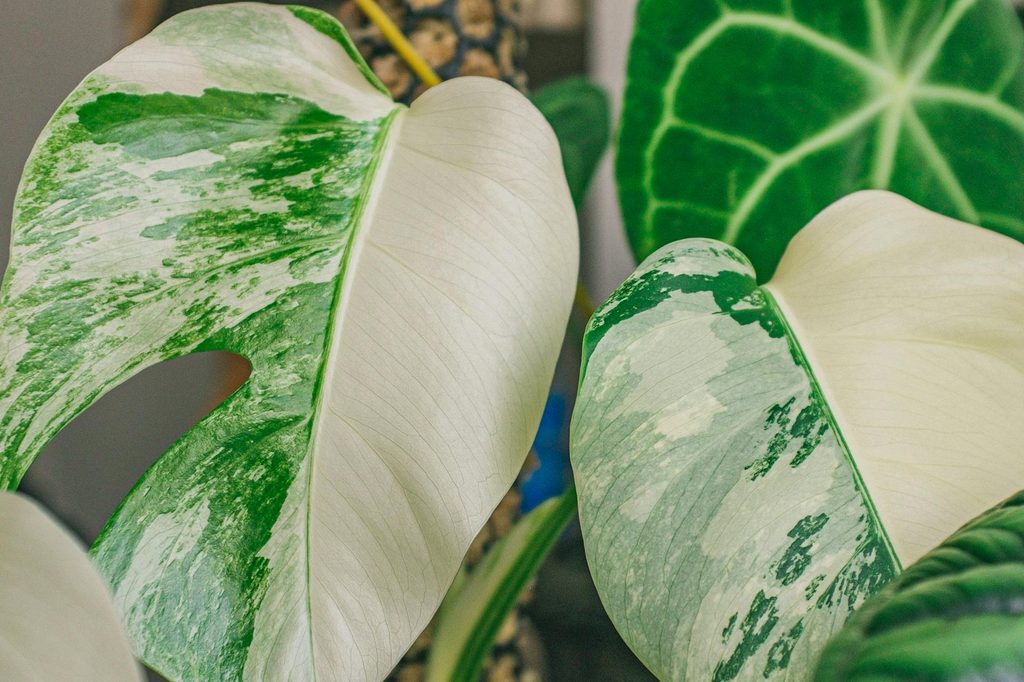 Monstera albo leaves
