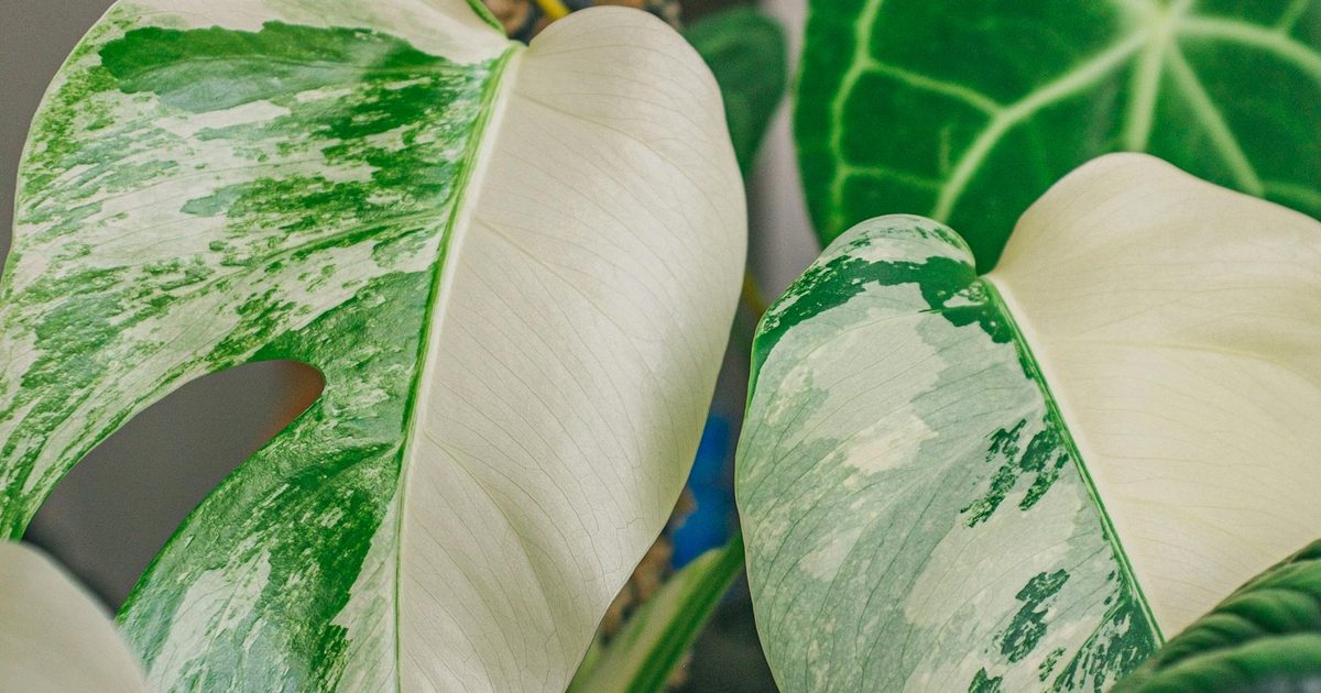 Monstera Rosa How to care for a variegated monstera | HappySprout