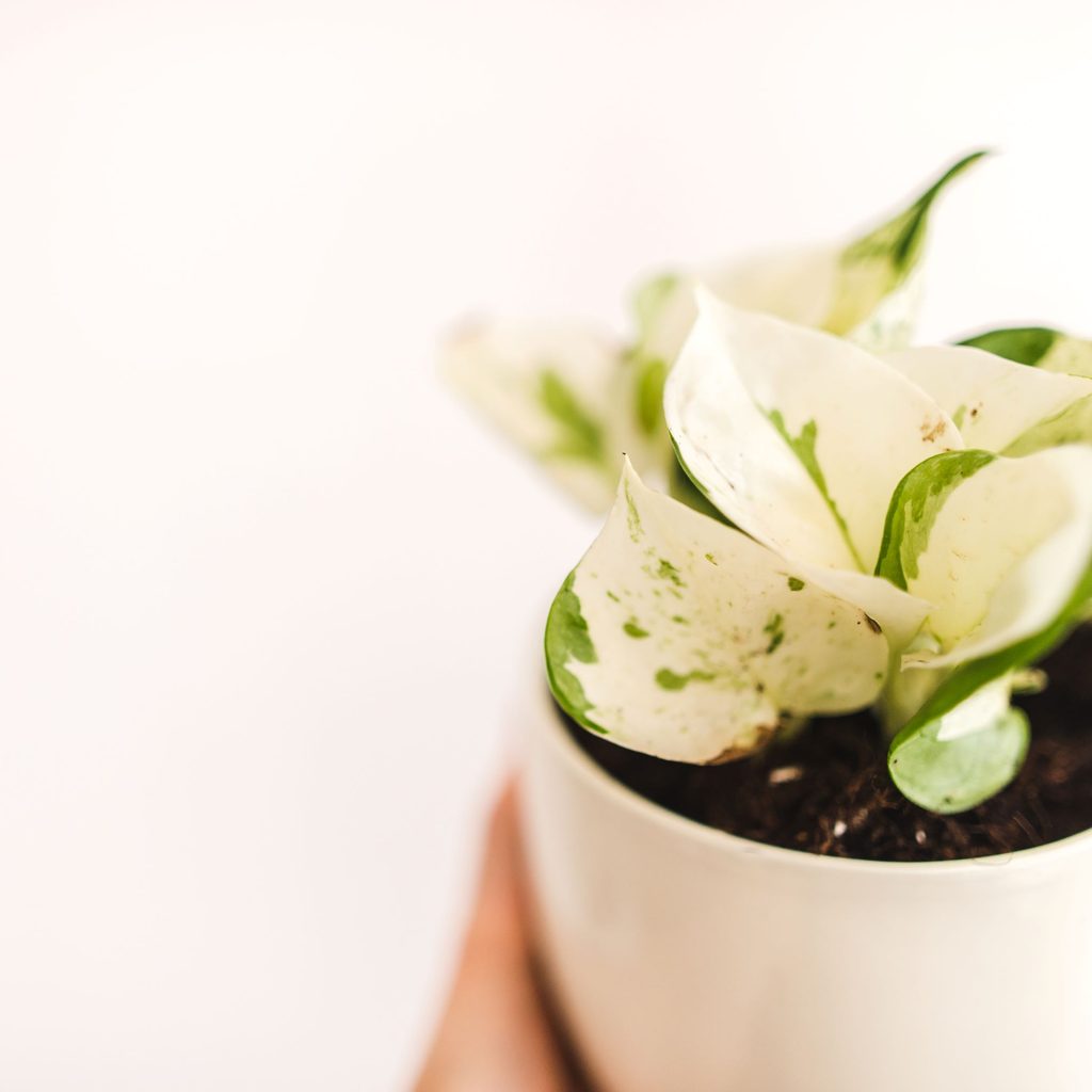 Manjula pothos in a white pot