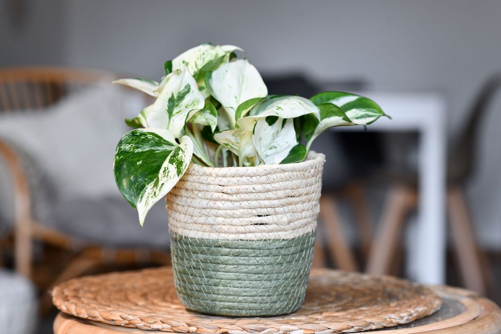 Manjula pothos in woven pot