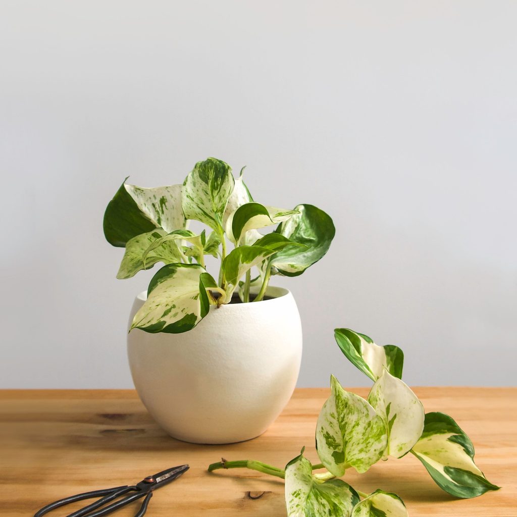 Manjula pothos propogation