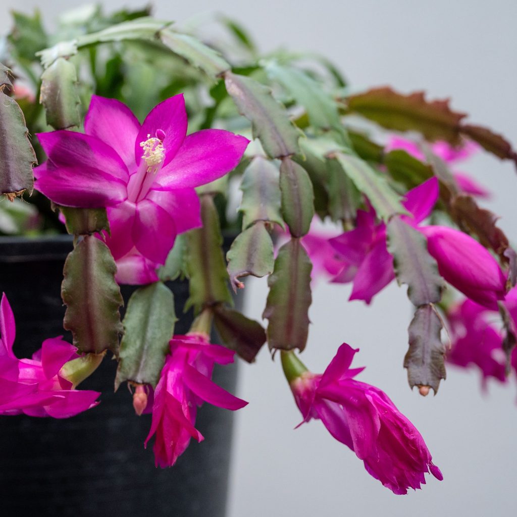 Thanksgiving cactus purple