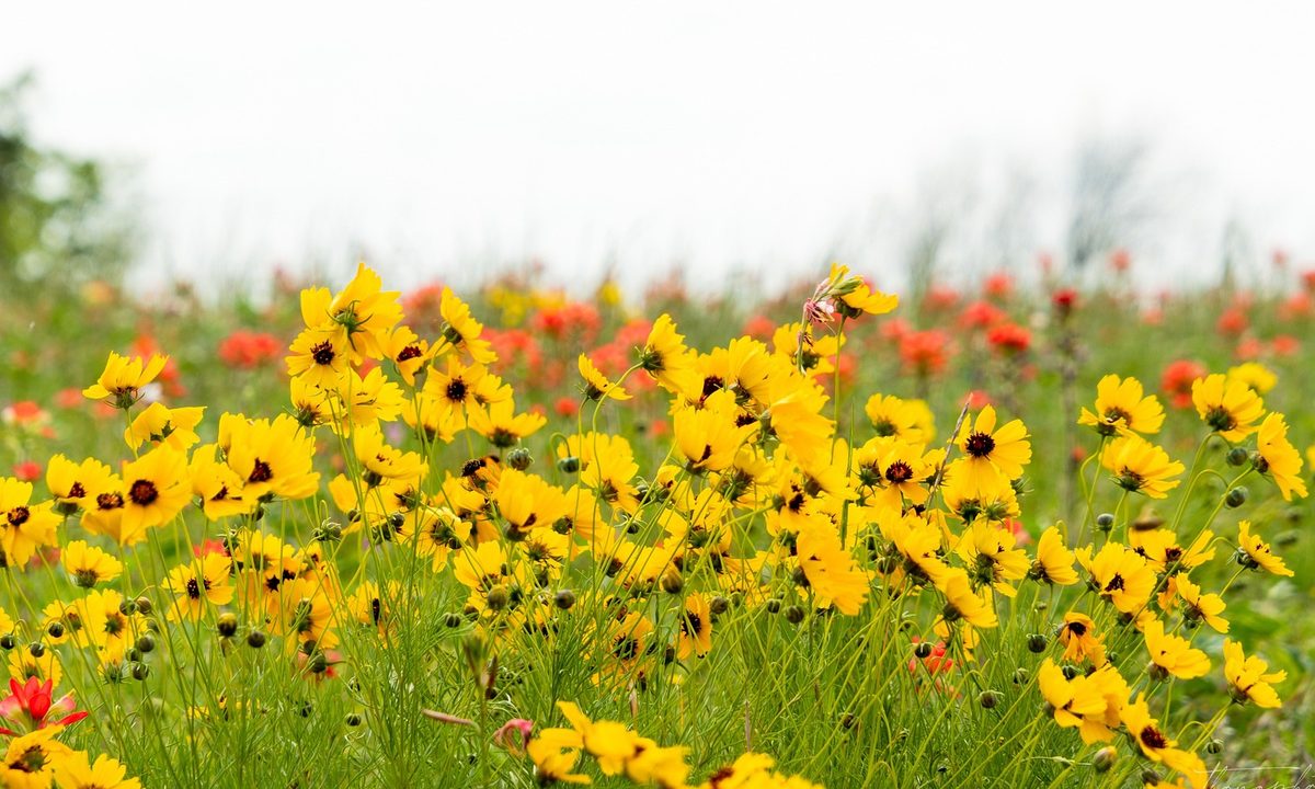 A field of coreopsis flowers