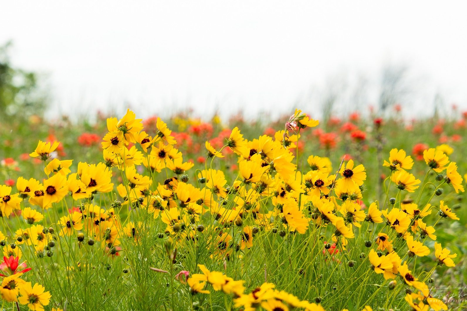 Coreopsis care: A complete guide | HappySprout
