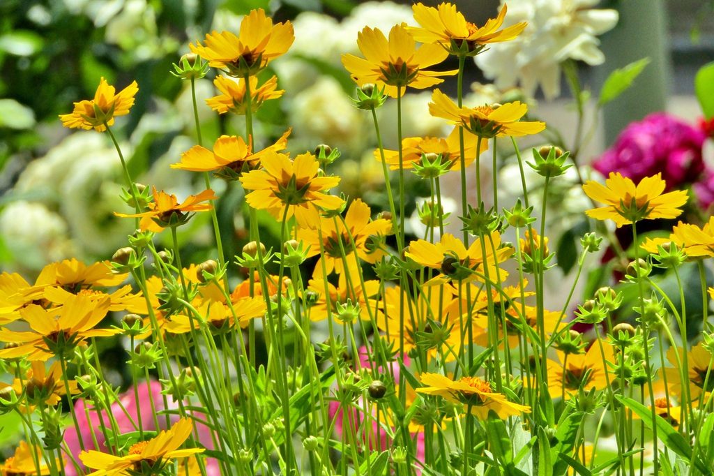 Coreopsis plants