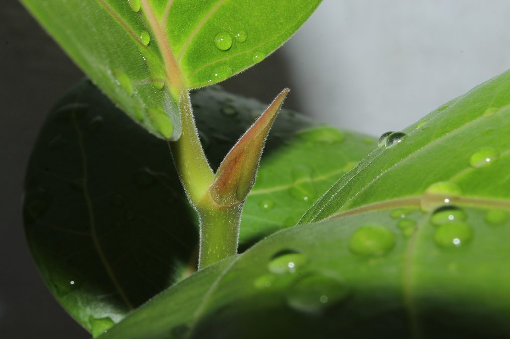 Ficus Audrey leaves with water droplets on them