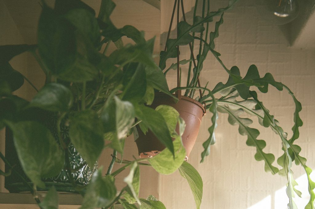Potted indoors fishbone cactus