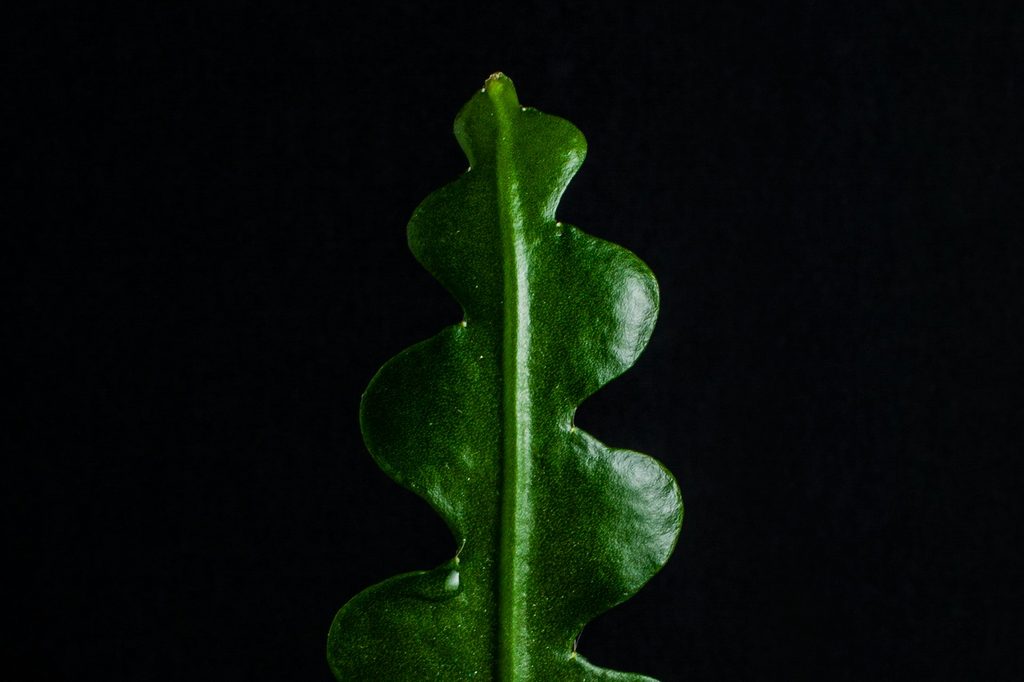 A single fishbone cactus leaf