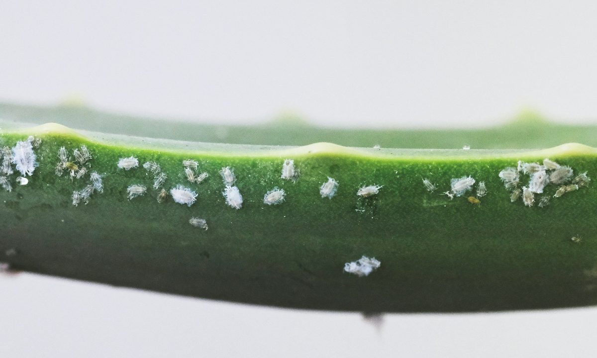 Mealybugs on an aloe leaf